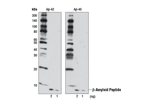 Western Blotting Image 1: β-Amyloid (D12B2) Rabbit mAb