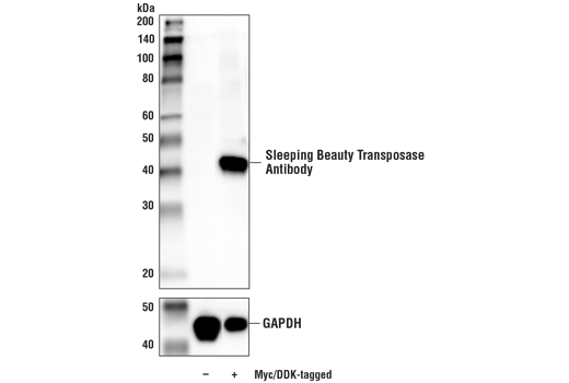 Western Blotting Image 1: Sleeping Beauty Transposase Antibody