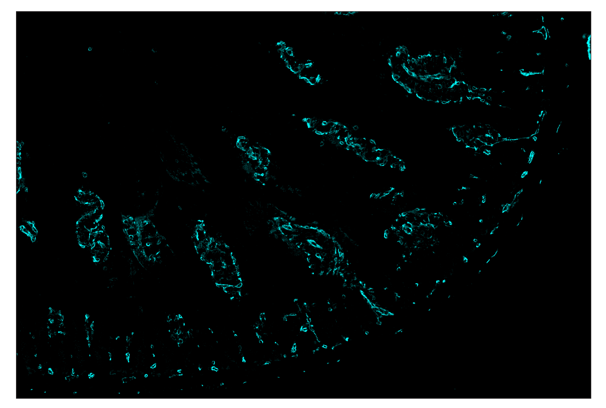 Immunohistochemistry Image 5: CD31 (PECAM-1) (D8V9E) & CO-0050-488 SignalStar™ Oligo-Antibody Pair