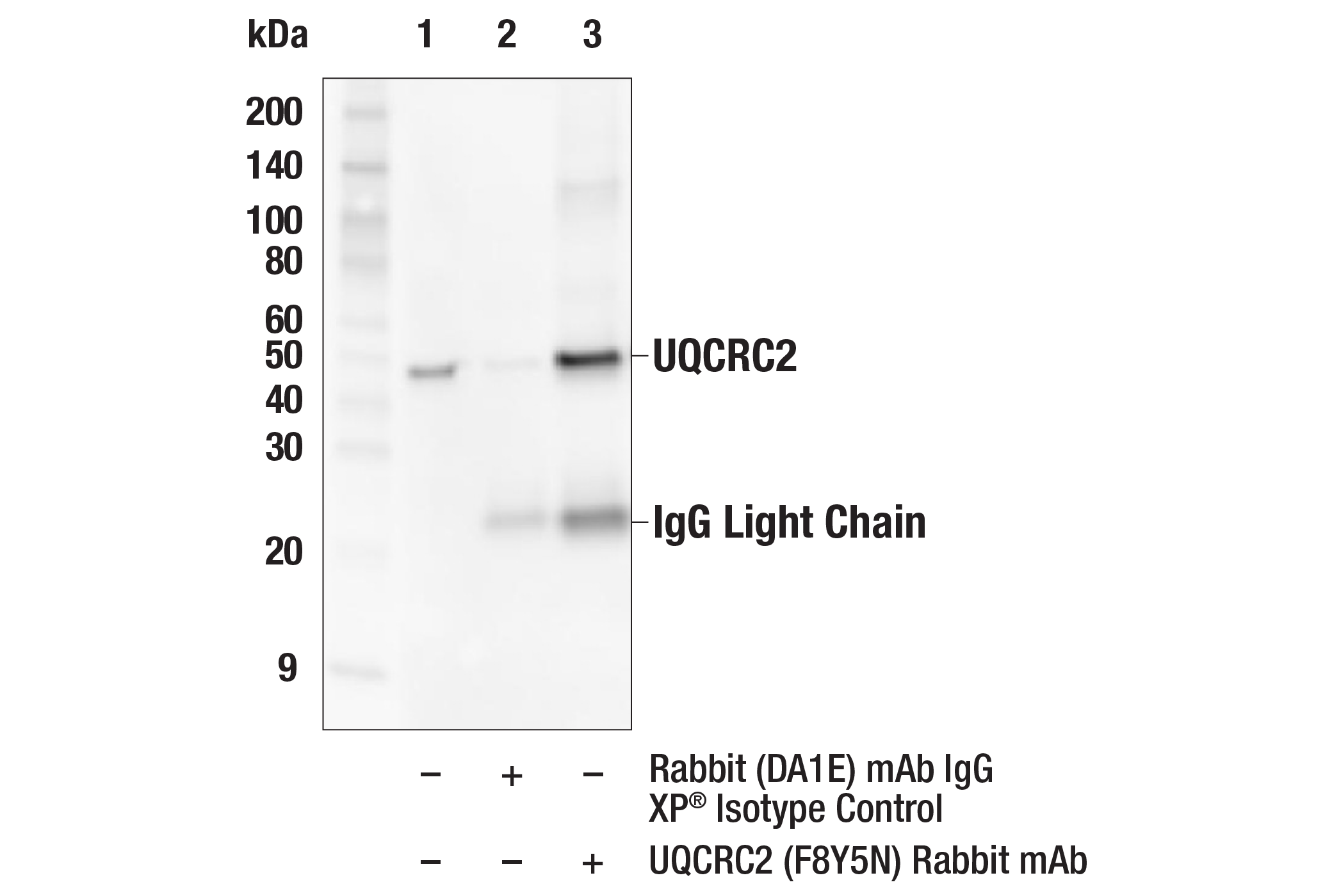 Immunoprecipitation Image 1: UQCRC2 (F8Y5N) Rabbit mAb