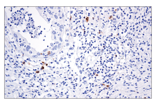 Immunohistochemistry Image 4: OX40 (ACT35) Mouse mAb (BSA and Azide Free)
