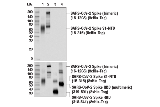  Image 16: SARS-CoV-2 Virus-Host Interaction Antibody Sampler Kit