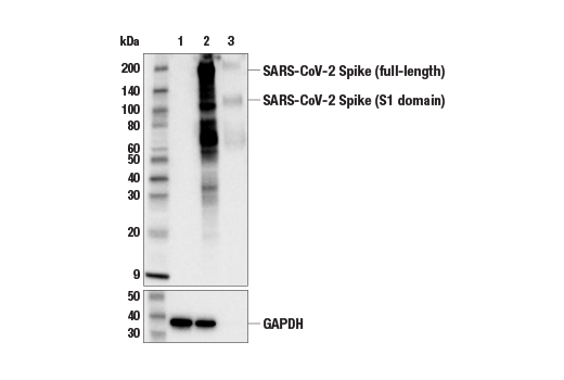  Image 18: SARS-CoV-2 Virus-Host Interaction Antibody Sampler Kit