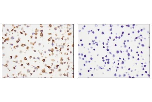Immunohistochemistry Image 5: CXCR5 (D6L3C) Rabbit mAb (BSA and Azide Free)
