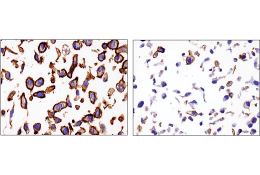 Immunohistochemistry Image 1: Na,K-ATPase α1 (D4Y7E) Rabbit mAb (BSA and Azide Free)