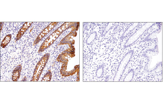 Immunohistochemistry Image 2: Na,K-ATPase α1 (D4Y7E) Rabbit mAb (BSA and Azide Free)