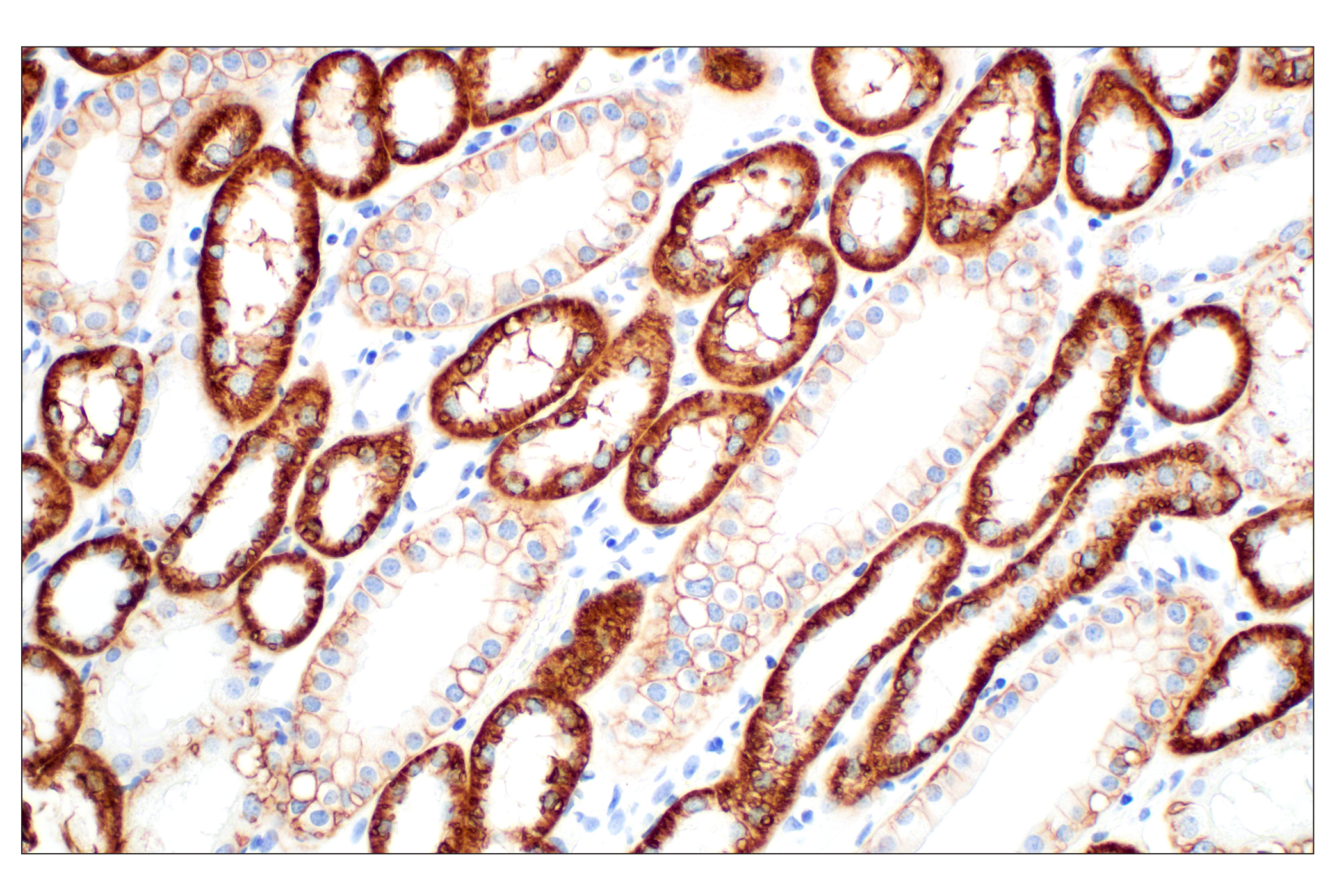 Immunohistochemistry Image 3: Na,K-ATPase α1 (D4Y7E) Rabbit mAb (BSA and Azide Free)