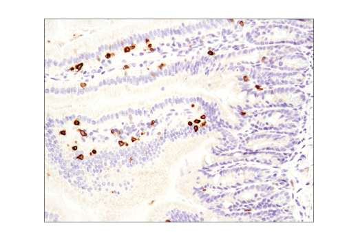 Immunohistochemistry Image 3: CD3ε (D4V8L) Rabbit mAb