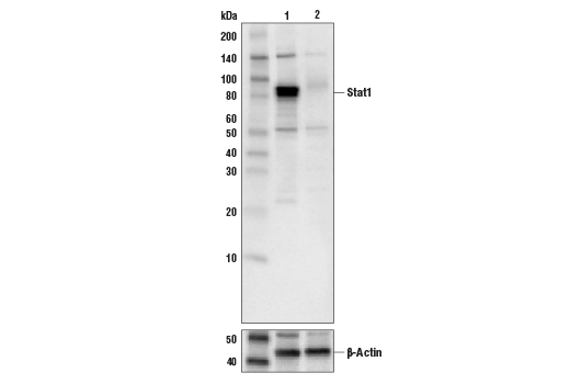 Stat1 Antibody Cell Signaling Technology