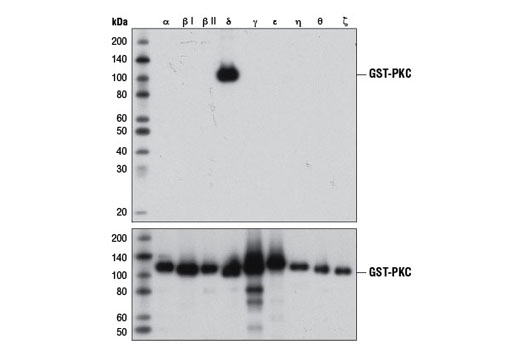 使用 PKCδ (D10E2)（上图）或 GST (91G1)（下图）对证实具有 PKCδ 特异性、细菌表达的、带有 GST 标签的纯化 PKC 同工型进行蛋白质印迹分析。