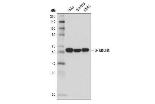 β-tubulin (9f3) rabbit mab (alexa fluor 555 conjugate) 2116