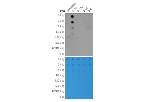 simpledip methylated dna ip (medip) kit