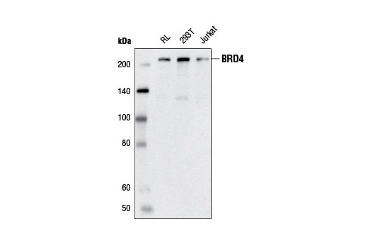 Brd4 E2a7x Rabbit Mab Cell Signaling Technology