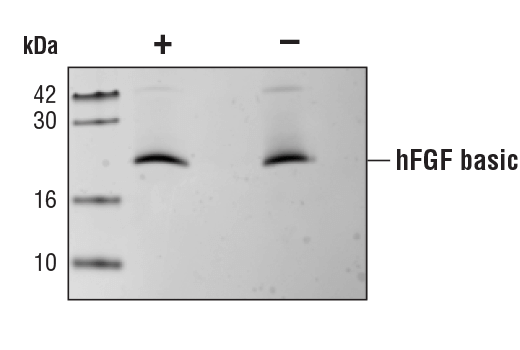 fgf 2 sigma