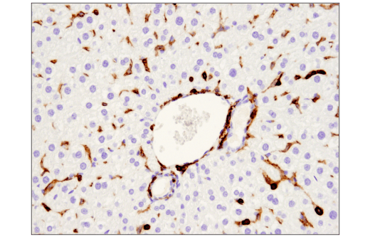使用 CD45 (D3F8Q) 兔单克隆抗体对石蜡包埋的小鼠肝进行免疫组织化学分析。注意缺乏 CD45 阴性肝细胞染色，与预期一致。