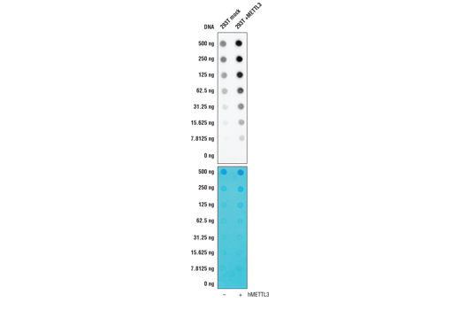 将转染空载 (-) 或转染一种表达全长人 METTL3 (hMETTL3; +) 的 DNA 表达载体的 293T 细胞提取物的总纯化 RNA 转印到尼龙膜上，经紫外线交联，并用 N6-Methyladenosine (m6A) (D9D9W) 检测。顶部小图显示抗体检测过表达 METTL3 的细胞中甲基化程度更高的腺苷，底部小图则显示了亚甲蓝染色的膜。
