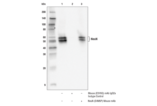 对大鼠脑组织提取物的 NeuN 蛋白进行免疫沉淀。泳道 1 为 10% input，泳道 2 为 Mouse (E5Y6Q) mAb IgG2a Isotype Control #，泳道 3 为 NeuN (E4M5P)。使用 NeuN (D4G4O) 进行蛋白质印迹分析。