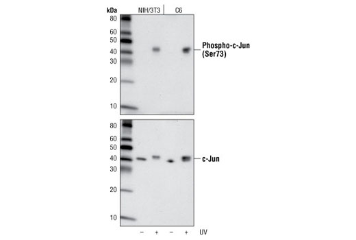 使用 Phospho-c-Jun (Ser73) (D47G9)（上）或 c-Jun (60A8)（下），对未经或经紫外线处理的 NIH/3T3 或 C6 细胞提取物进行蛋白质印迹分析。