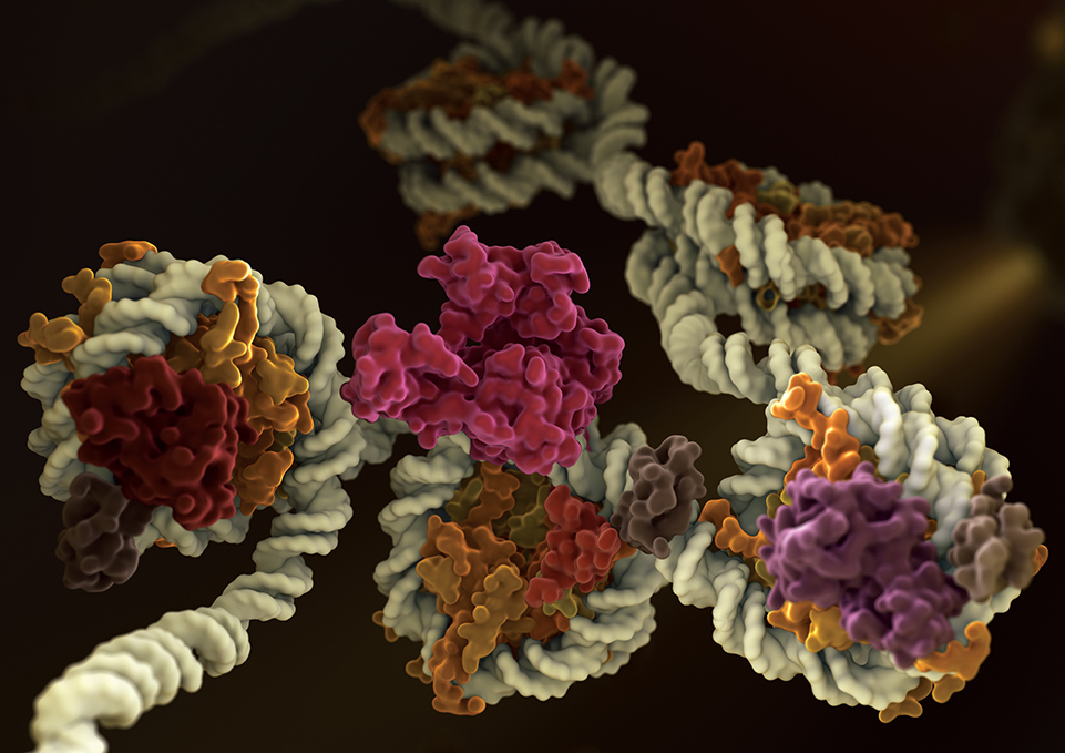 digital illustration of chromatin.