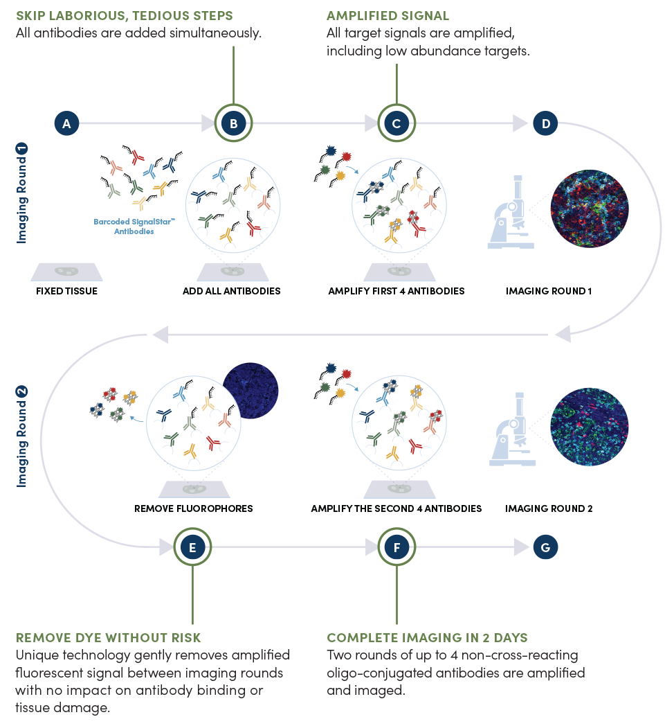 用于 FFPE 组织分析的 SignalStar Multiplex IHC 检测分步工作流程。