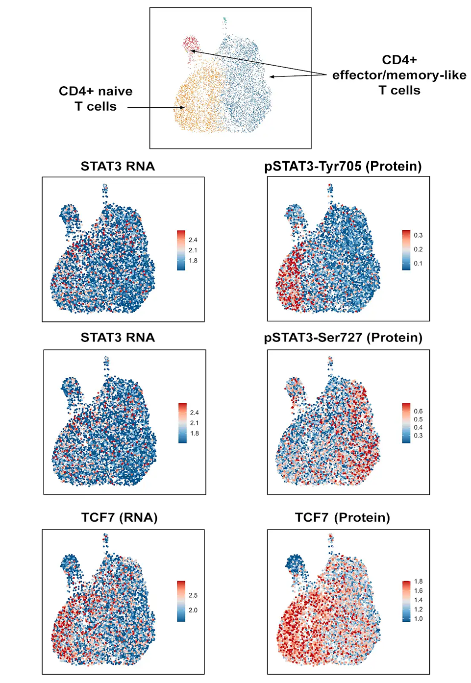 CD4+ 和 C8+ 簇可视化识别 RNA 和蛋白质中的细胞亚群。