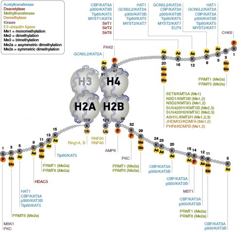 组蛋白 H2A、H2B 和 H4 的表观遗传学写入蛋白和擦除蛋白