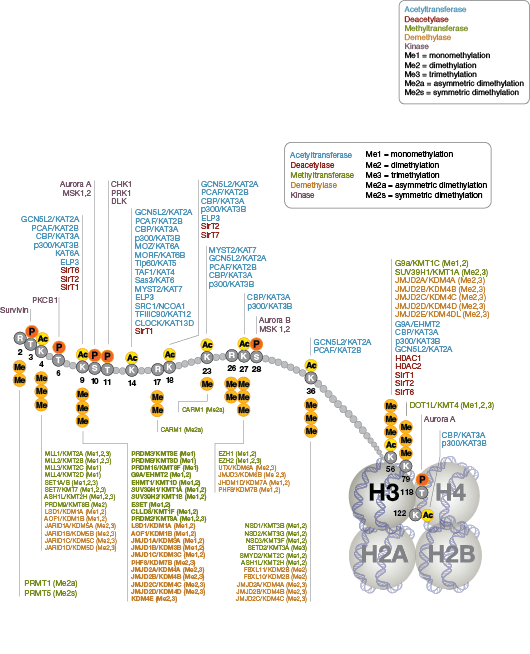 组蛋白 H3 的表观遗传学“编写酶”和“去除酶”