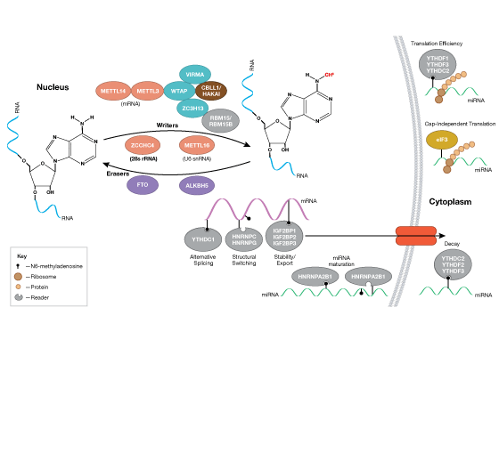 m6A RNA 调节图