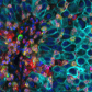 FastScan™ ELISA 试剂盒