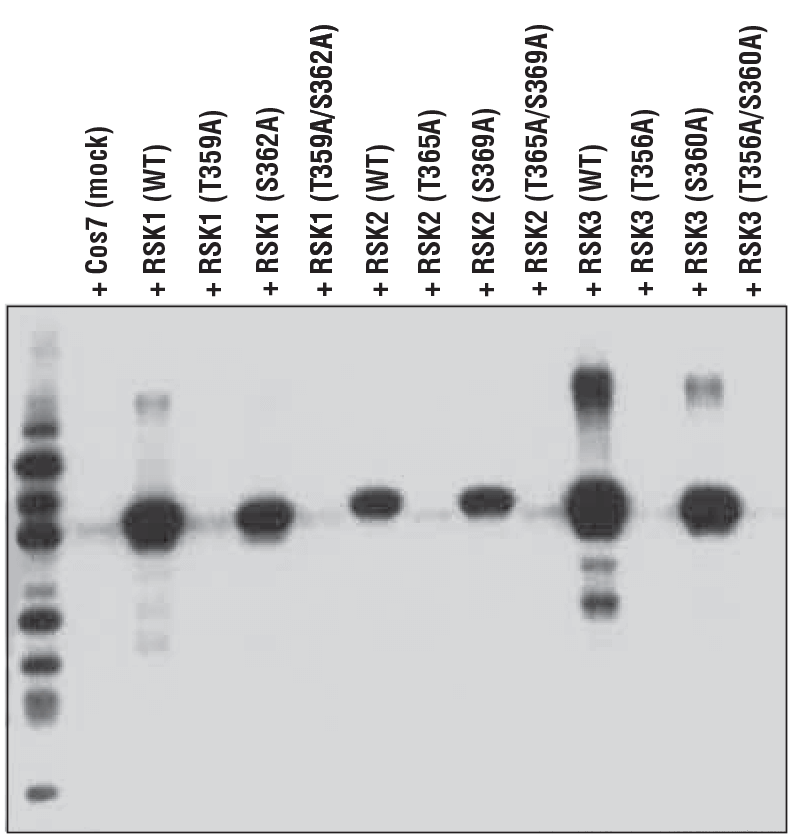 使用 Phospho-p90RSK (Thr359) (D1E9) 对模拟转染（模拟）或转染了表达野生型 (WT) RSK1、RSK2 和 RSK3 或指定位点特异性突变构建体的 293T 细胞提取物进行蛋白质印迹分析，证明抗体与 RSK1 (Thr359)、RSK2 (Thr365) 和 RSK3 (Thr356) 的磷酸化特异反应性。