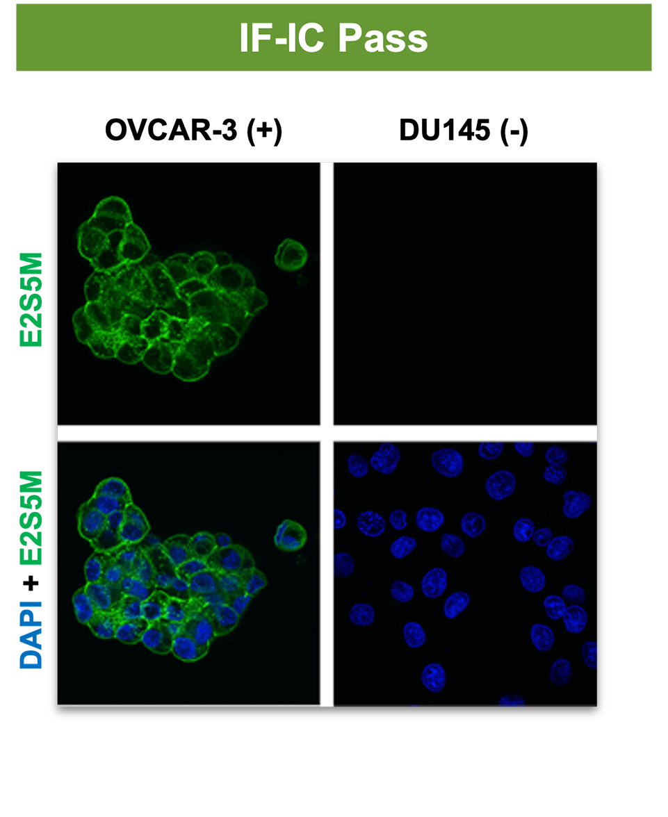 一系列照片显示抗体通过 IF-IC 验证但未能通过 IHC 验证。文本读取：在一些特异性信号有限的 OVCAR-3 细胞中存在强烈的非特异性核信号