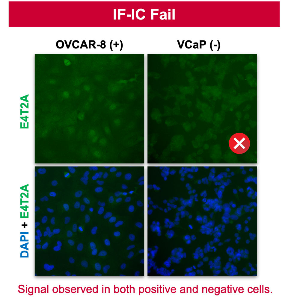 一系列照片显示抗体在多种组织中通过 IHC 验证，但未能通过 IF-IC 验证。文本读取：在阳性和阴性细胞中均观察到信号。