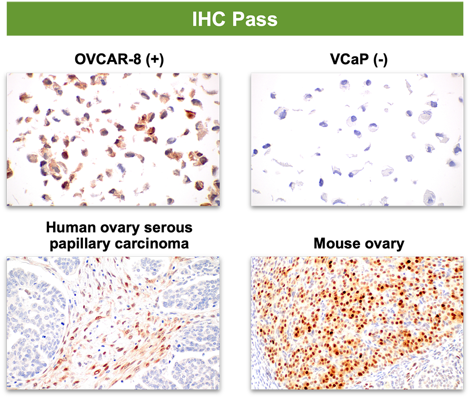 一系列照片显示抗体在多种组织中通过 IHC 验证，但未能通过 IF-IC 验证。文本读取：在阳性和阴性细胞中均观察到信号。