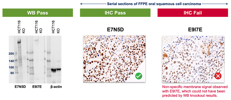 一系列照片显示 E7N5D 和 E917E 都通过了 WB 验证，但只有 E7N5D 通过了 IHC 验证。文本读取：使用 E917E 观察到非特异性膜信号，这是 WB 敲除结果无法预测的。