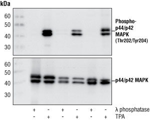 对 293、NIH/3T3 和 C6 细胞的提取物进行蛋白质印迹分析。