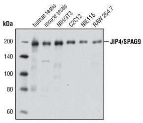 使用 JIP4/SPAG9 (D72F4) XP Rabbit mAb #5519 对多种细胞系进行分析。