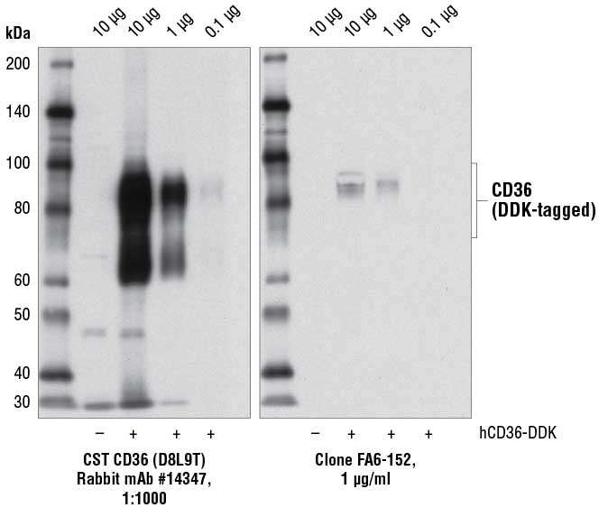 蛋白质印迹法 (WB)：CD36 (D8L9T) Rabbit mAb #14347 特异检测转染 CD36 的敏感性比克隆 FA6-152 更高