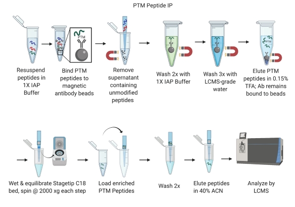 PTM Peptide IP