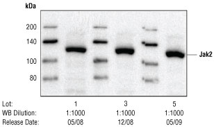 对未经处理或已经 IFN-a 处理的 HeLa 细胞进行蛋白质印迹分析。
