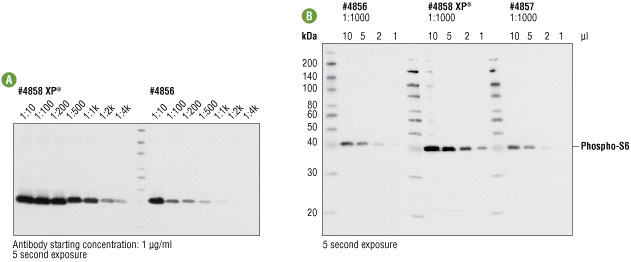 使用 XP® #4858 及非 XP® #4856 和 #4857 进行蛋白质印迹分析来比较