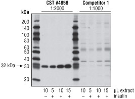 对 CST 的 #4858 与竞争对手的产品进行蛋白质印迹分析