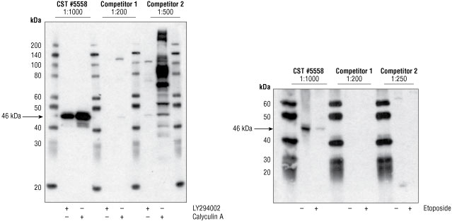 对 CST 的 #5558 与竞争对手的产品进行蛋白质印迹分析