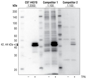 对 XP® #4370 和竞争公司的产品进行平行蛋白质印迹分析