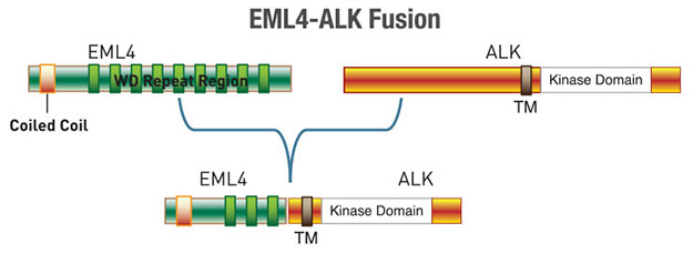 EML4-ALK 融合