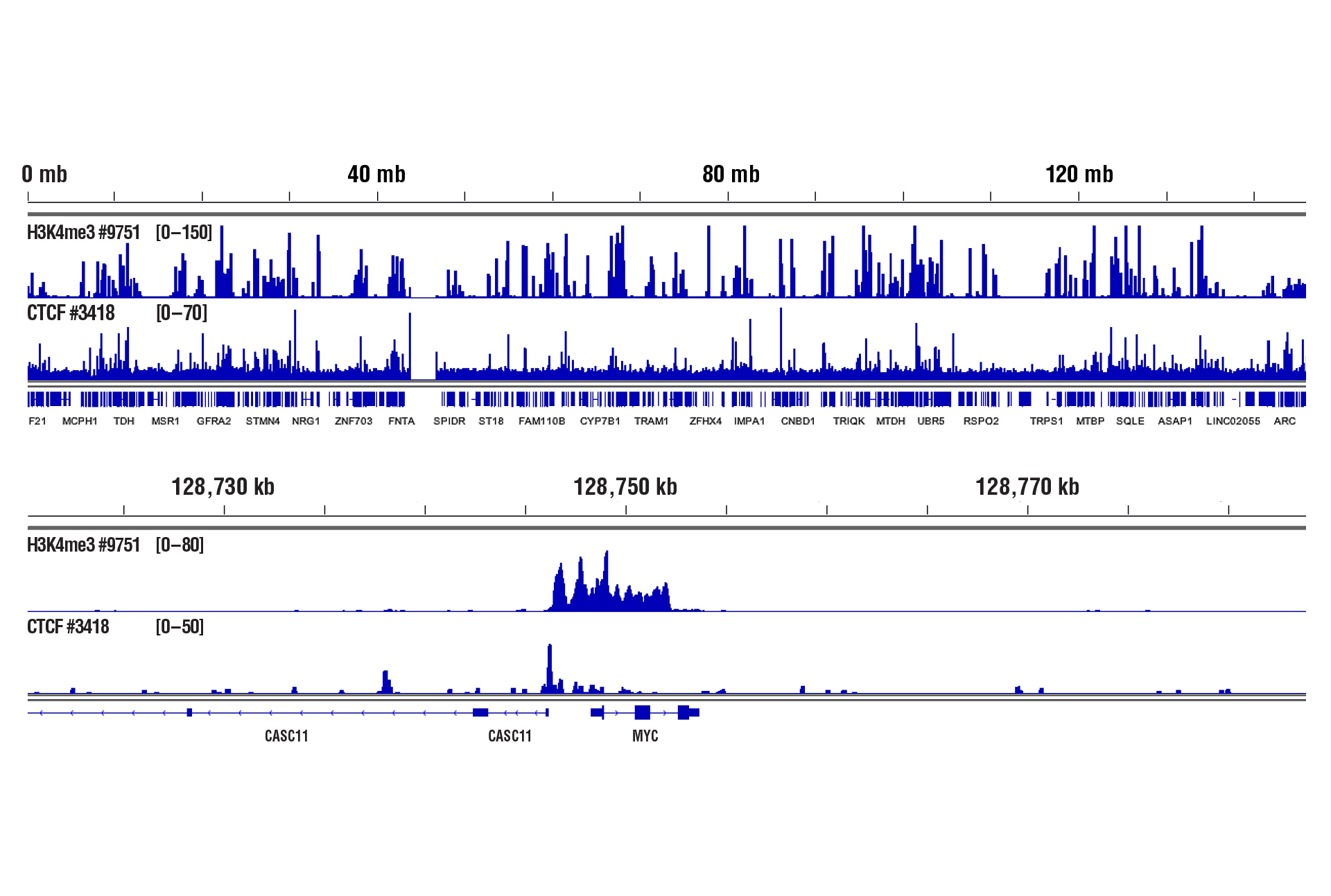 CD8+ T 细胞的 H3K4me3 和 CTCF 数据