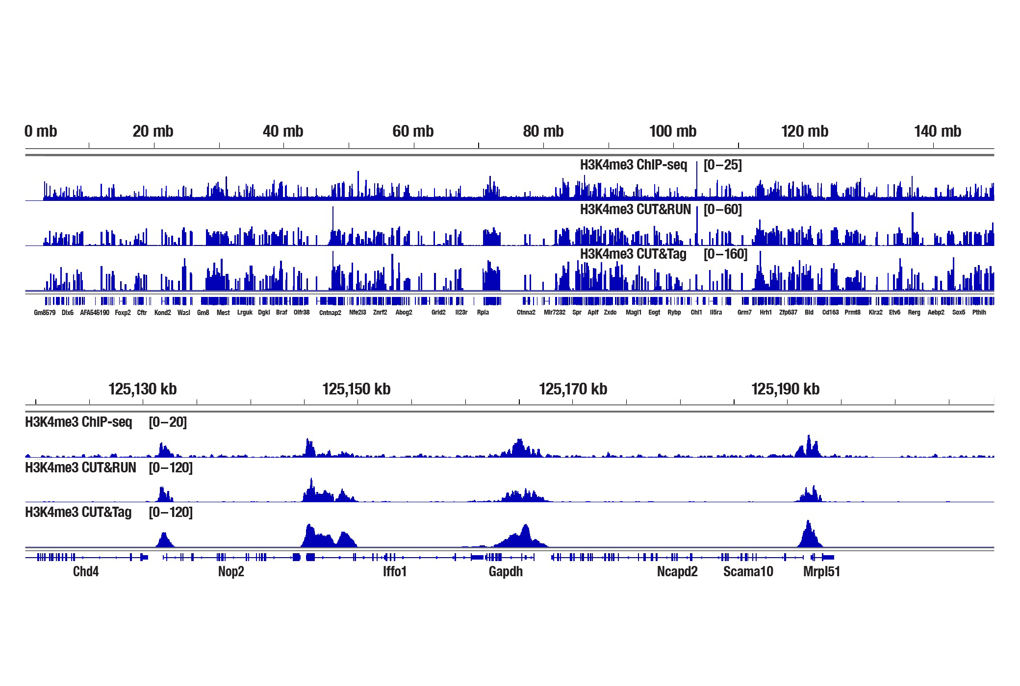 新鲜脑组织中组蛋白 PTM 的 ChIP-seq 对比 CUT&RUN 对比CUT&Tag
