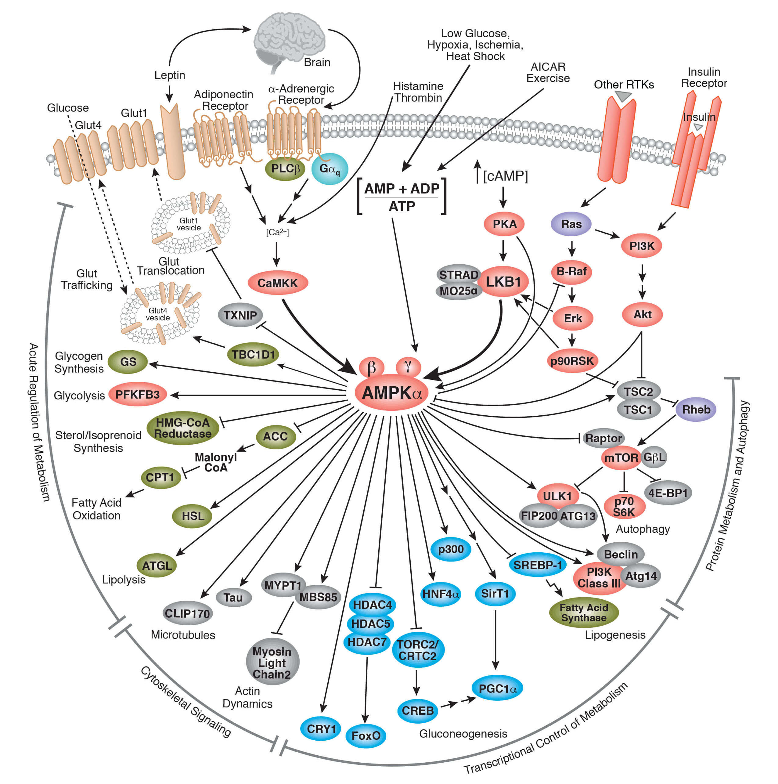 代谢概述| Cell Signaling Technology