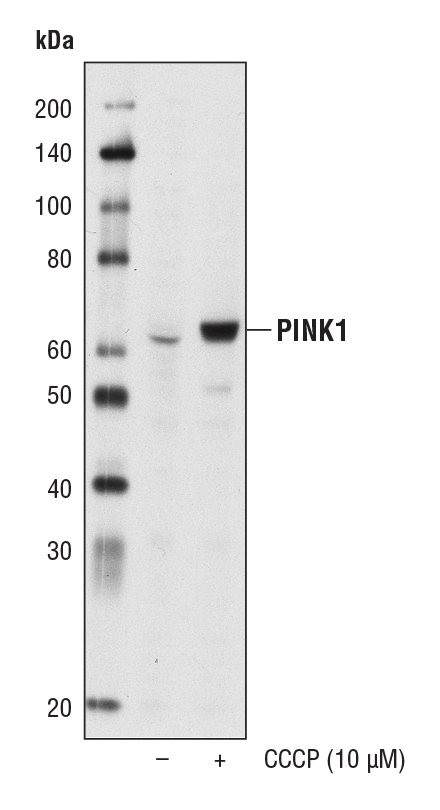 PINK1 (D8G3) Rabbit mAb #6946