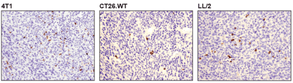 IHC 小鼠模型检测 CD425229