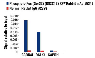 Phospho-c-Fos (Ser32) (D82C12) XP Rabbit mAb #5348